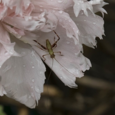 Tettigoniidae (family) (Unidentified katydid) at Higgins, ACT - 6 Nov 2018 by AlisonMilton