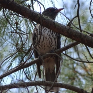 Oriolus sagittatus at Isaacs, ACT - 21 Nov 2018