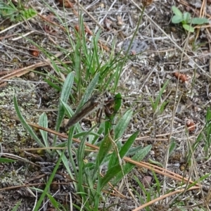 Asilinae sp. (subfamily) at Isaacs, ACT - 21 Nov 2018