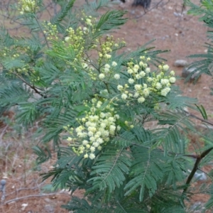 Acacia mearnsii at Isaacs, ACT - 21 Nov 2018 04:01 PM