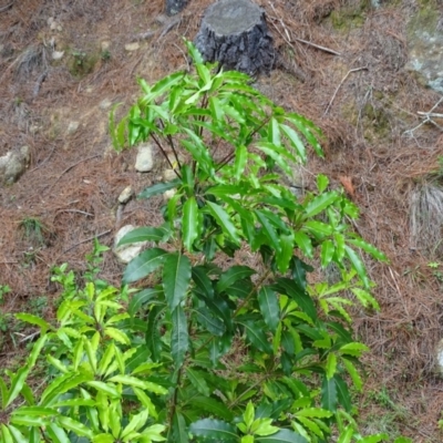 Pittosporum undulatum (Sweet Pittosporum) at Isaacs Ridge - 21 Nov 2018 by Mike