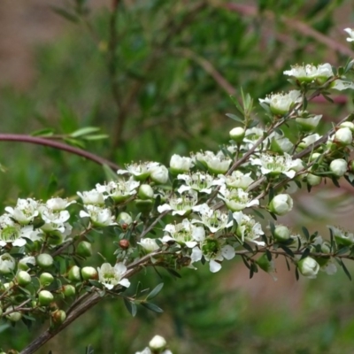 Leptospermum obovatum (River Tea Tree) at Isaacs, ACT - 21 Nov 2018 by Mike