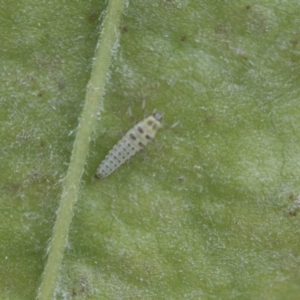 Illeis galbula at Higgins, ACT - 6 Nov 2018 11:27 AM