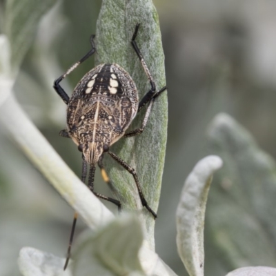 Poecilometis sp. (genus) (A Gum Tree Shield Bug) at Higgins, ACT - 6 Nov 2018 by AlisonMilton