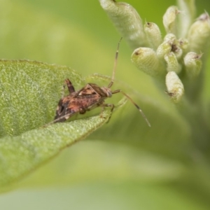 Miridae (family) at Higgins, ACT - 6 Nov 2018