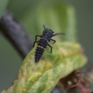 Harmonia conformis at Higgins, ACT - 6 Nov 2018 12:39 PM