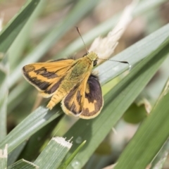 Ocybadistes walkeri (Green Grass-dart) at Higgins, ACT - 6 Nov 2018 by AlisonMilton