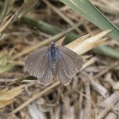 Zizina otis (Common Grass-Blue) at Higgins, ACT - 6 Nov 2018 by Alison Milton