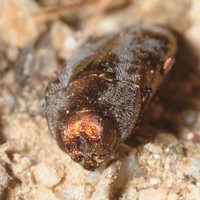 Diphucrania acuducta (Acuducta jewel beetle) at Cotter River, ACT - 17 Nov 2018 by Harrisi