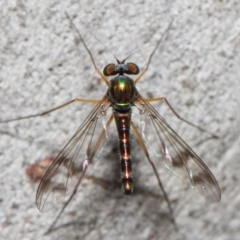 Heteropsilopus sp. (genus) (A long legged fly) at Acton, ACT - 21 Nov 2018 by TimL