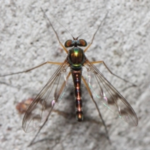 Heteropsilopus sp. (genus) at Acton, ACT - 21 Nov 2018 12:28 PM