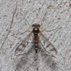 Heteropsilopus sp. (genus) at Acton, ACT - 21 Nov 2018