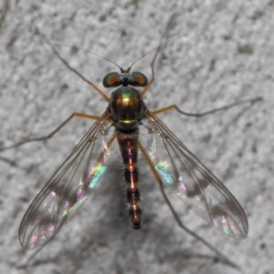 Heteropsilopus sp. (genus) at Acton, ACT - 21 Nov 2018