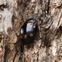 Paropsisterna octosignata (Eucalyptus leaf beetle) at Michelago, NSW - 13 Oct 2018 by Illilanga