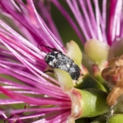 Microvalgus sp. (genus) (Flower scarab) at Michelago, NSW - 10 Nov 2018 by Illilanga