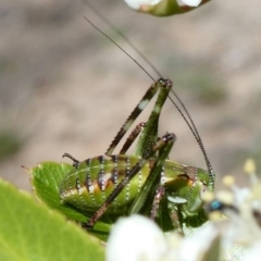 Tettigoniidae (family) (Unidentified katydid) at Theodore, ACT - 10 Nov 2018 by Owen