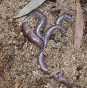 Anilios nigrescens at Majura, ACT - 21 Nov 2018 01:15 PM