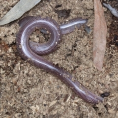 Anilios nigrescens at Majura, ACT - 21 Nov 2018