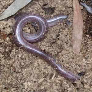 Anilios nigrescens at Majura, ACT - 21 Nov 2018