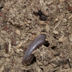 Anilios nigrescens at Majura, ACT - 21 Nov 2018 01:15 PM