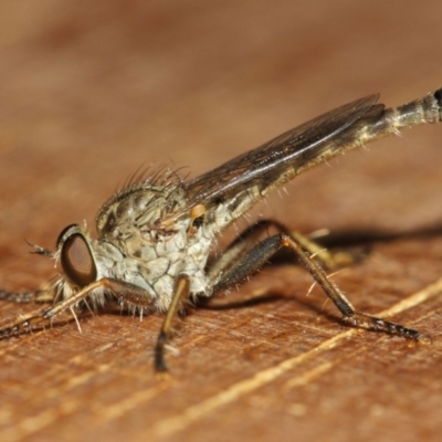 Cerdistus sp. (genus) (Yellow Slender Robber Fly) at Evatt, ACT - 20 Nov 2018 by Tim L