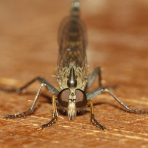 Cerdistus sp. (genus) at Evatt, ACT - 21 Nov 2018 07:56 AM