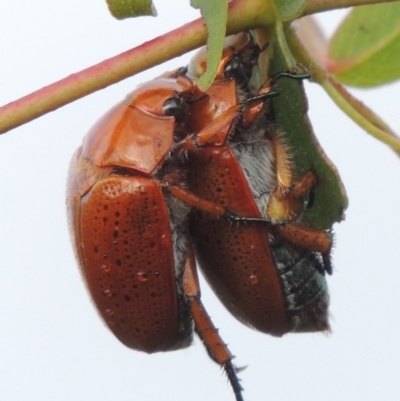 Anoplognathus porosus (Porosus Christmas beetle) at Tharwa, ACT - 31 Jan 2015 by michaelb