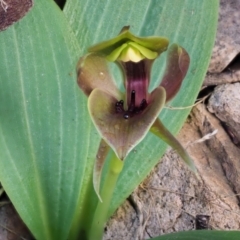 Chiloglottis valida (Large Bird Orchid) at Uriarra, NSW - 19 Nov 2018 by KenT