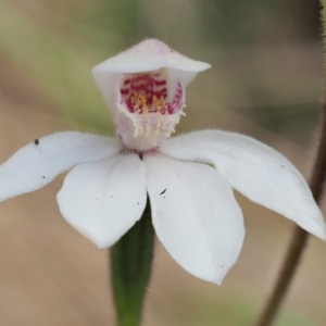 Caladenia alpina at Uriarra, NSW - suppressed