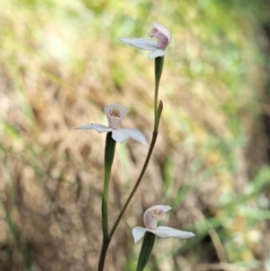 Caladenia alpina at Uriarra, NSW - suppressed