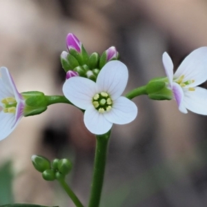 Cardamine lilacina at Uriarra, NSW - 19 Nov 2018 09:18 AM