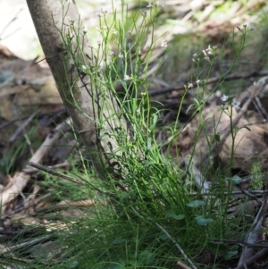 Cardamine lilacina at Uriarra, NSW - 19 Nov 2018 09:18 AM