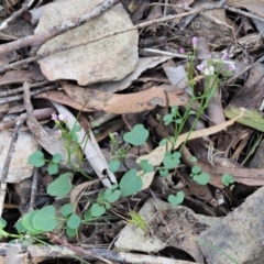 Cardamine lilacina at Uriarra, NSW - 19 Nov 2018 09:18 AM