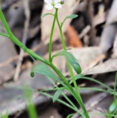 Cardamine lilacina at Uriarra, NSW - 19 Nov 2018 09:18 AM