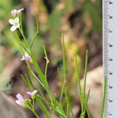 Cardamine lilacina at Uriarra, NSW - 19 Nov 2018 09:18 AM