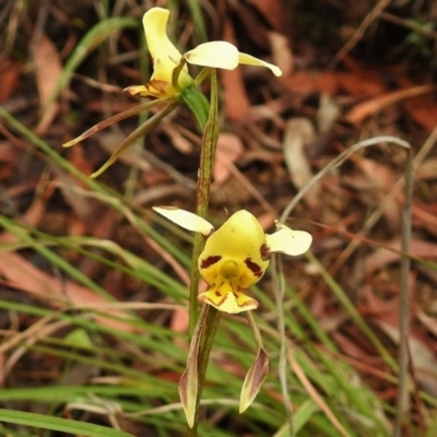 Diuris sulphurea (Tiger Orchid) at Paddys River, ACT - 22 Nov 2018 by JohnBundock