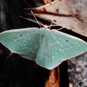 Chlorocoma externa at Paddys River, ACT - 22 Nov 2018 08:10 AM