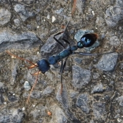 Myrmecia tarsata (Bull ant or Bulldog ant) at Paddys River, ACT - 22 Nov 2018 by JohnBundock