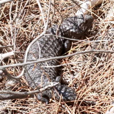Tiliqua rugosa (Shingleback Lizard) at Mount Ainslie - 21 Nov 2018 by jb2602