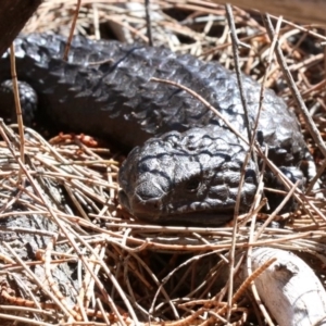 Tiliqua rugosa at Campbell, ACT - 21 Nov 2018 03:36 PM