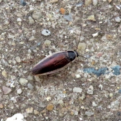 Johnrehnia concisa (A native cockroach) at Macarthur, ACT - 22 Nov 2018 by RodDeb