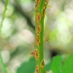 Kuehneola uredinis (A rust fungus) at Coree, ACT - 19 Nov 2018 by KenT