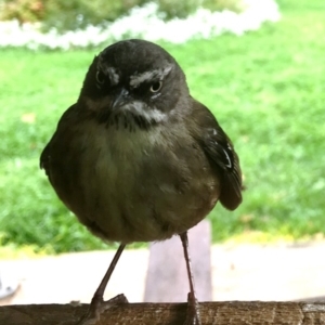 Sericornis frontalis at Corrowong, NSW - 17 Nov 2018 07:32 AM