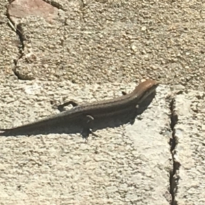 Lampropholis guichenoti at Corrowong, NSW - 20 Nov 2018