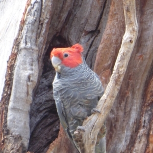 Callocephalon fimbriatum at Hughes, ACT - suppressed