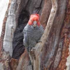 Callocephalon fimbriatum at Hughes, ACT - suppressed