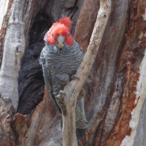 Callocephalon fimbriatum at Hughes, ACT - suppressed