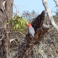 Callocephalon fimbriatum (Gang-gang Cockatoo) at Hughes, ACT - 19 Nov 2018 by JackyF