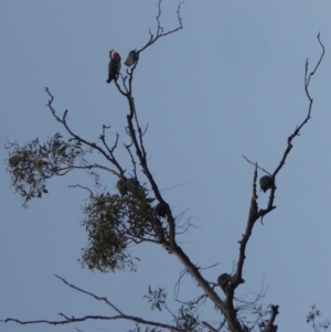 Callocephalon fimbriatum at Hughes, ACT - suppressed