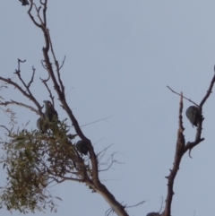 Callocephalon fimbriatum at Hughes, ACT - suppressed